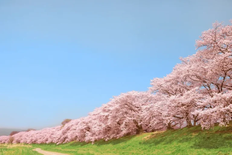 Parque del Río Yodo en el distrito de Sewaritei