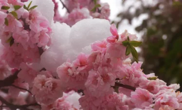 北海道の雪と桜