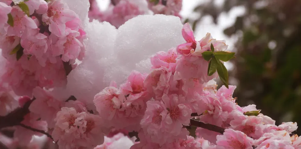 北海道の雪と桜