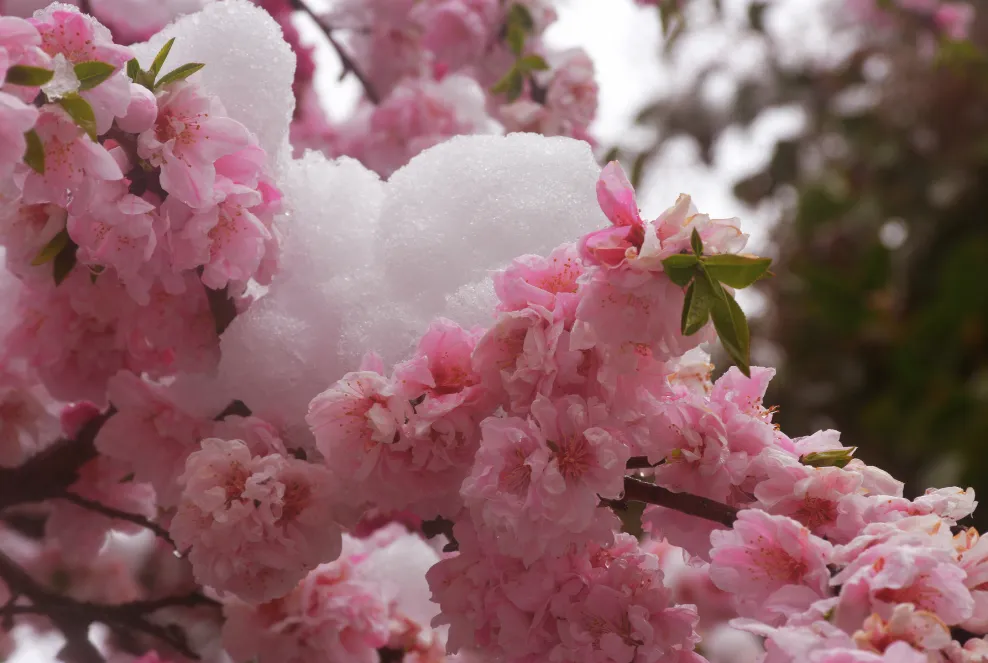 北海道の雪と桜