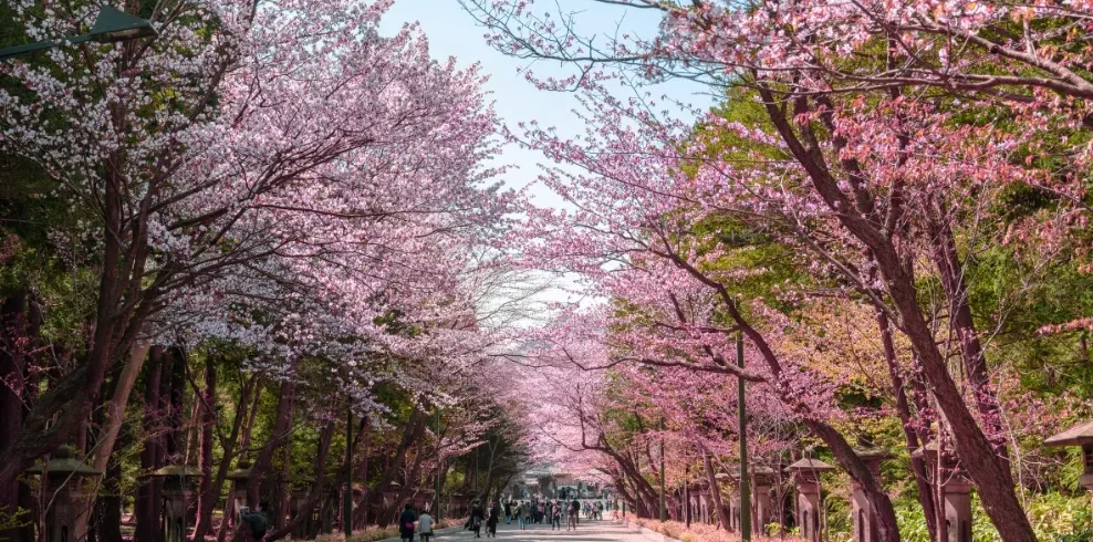 北海道の桜