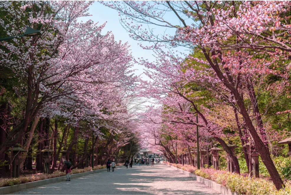 北海道の桜