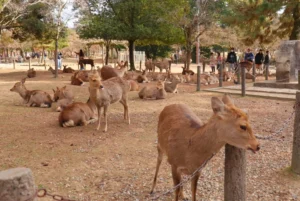 parque nara tour