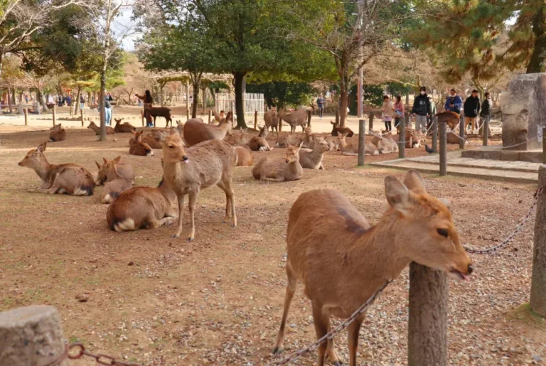 parque nara tour