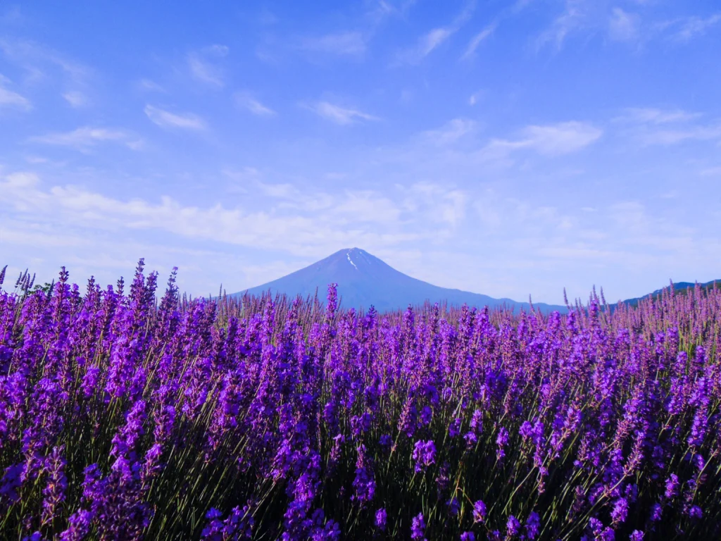 Fuji Lavanda