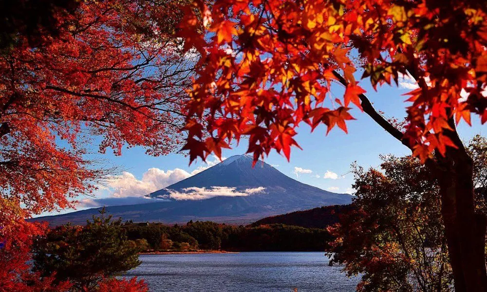 Fuji Momiji