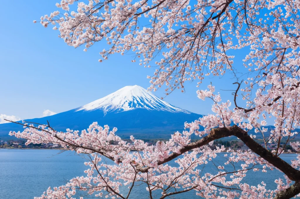 Fuji Sakura