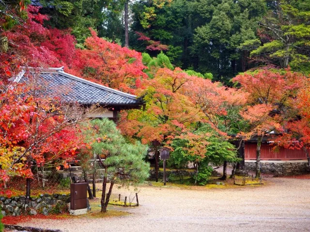 Momiji
