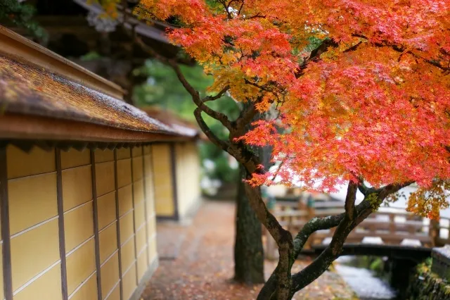 MT KOYA 4