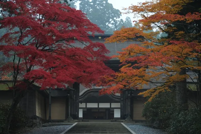 MT KOYA 5