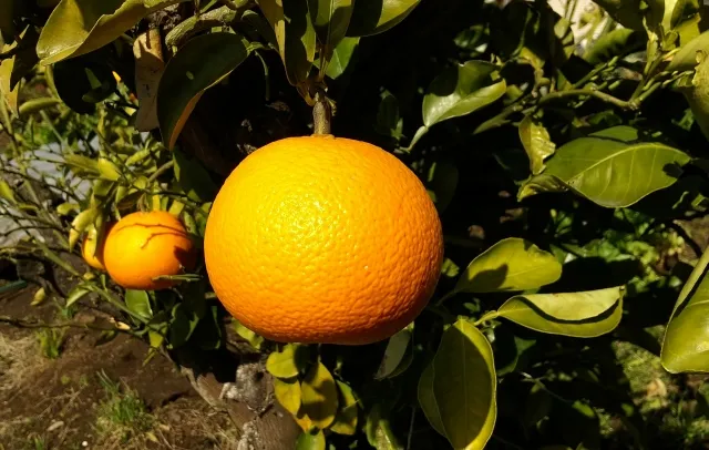 MT KOYA NARANJA 1
