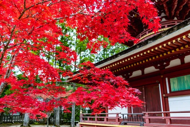 MT KOYA2