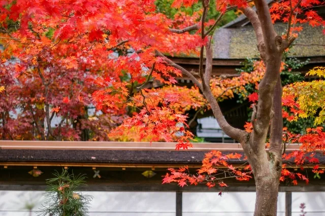 MT KOYA3
