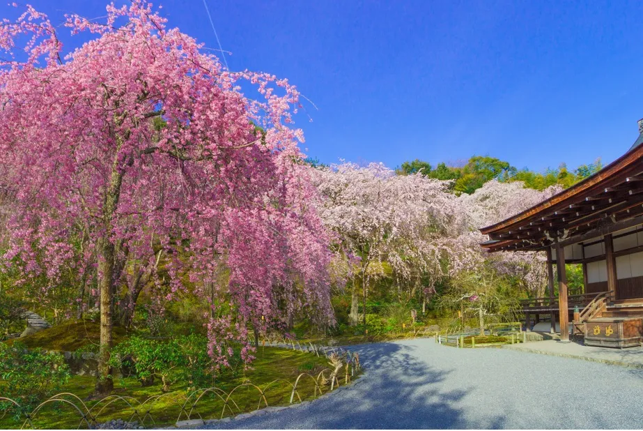 Templo Tenryuji 1