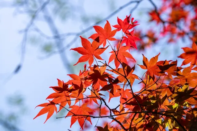 Momiji