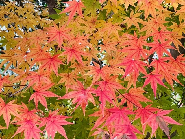 Momiji
