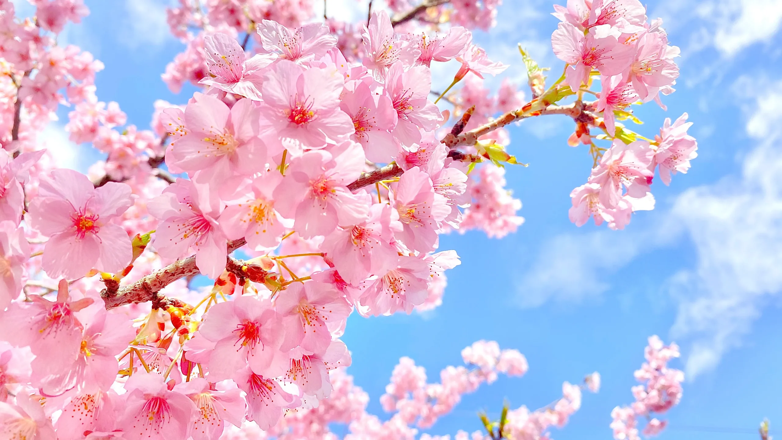 Sakura Tour Primavera 2026