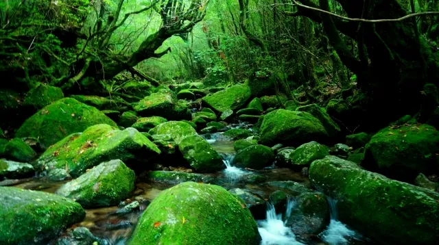 Área de Horyu-ji