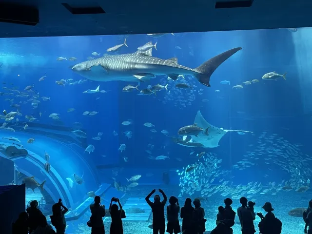 Tiburón ballena en el acuario