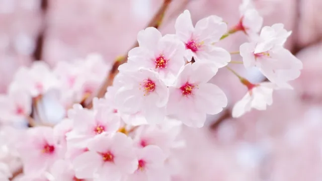 Los primeros cerezos de Japón