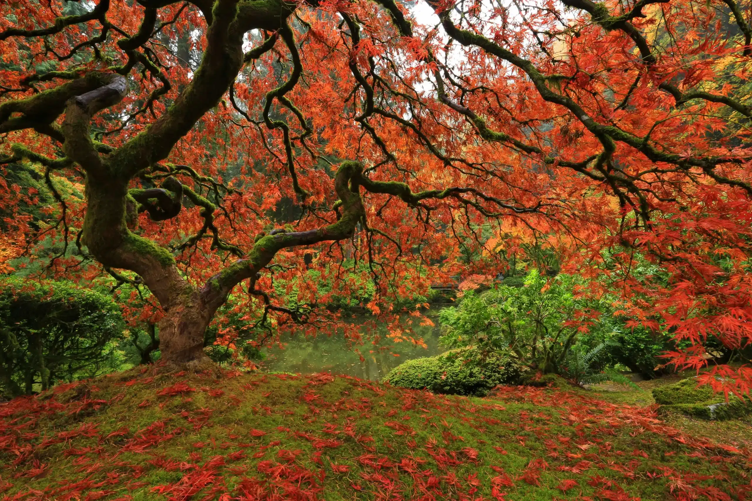 Hojas rojas de arce en el bosque Kankyo Geijutsu no Mori
