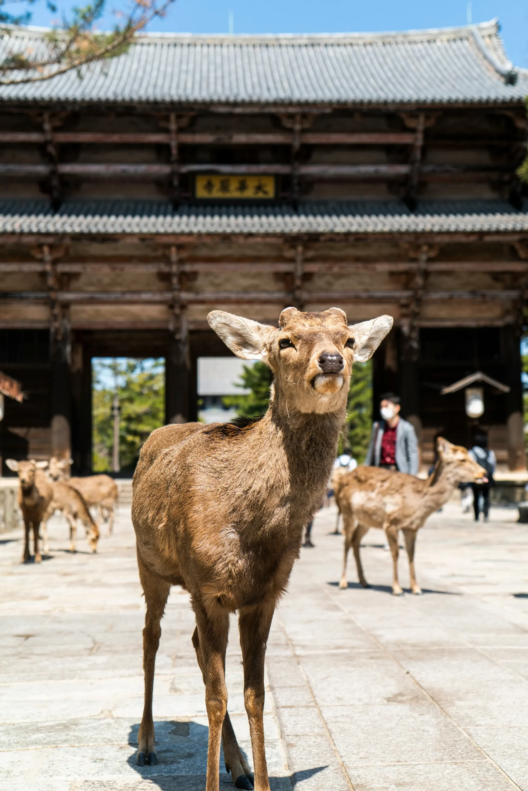 Nara Ciervos