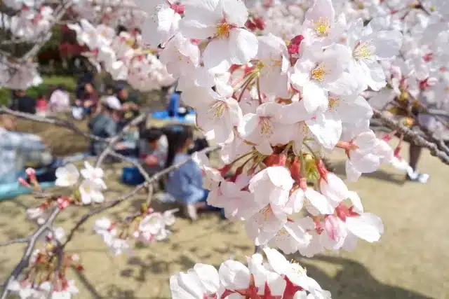 Tradición del Hanami