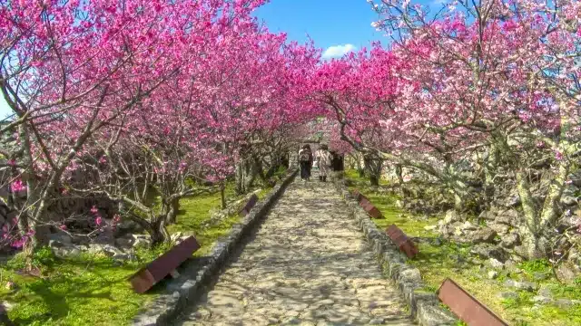 Primeros cerezos en florecer en Okinawa