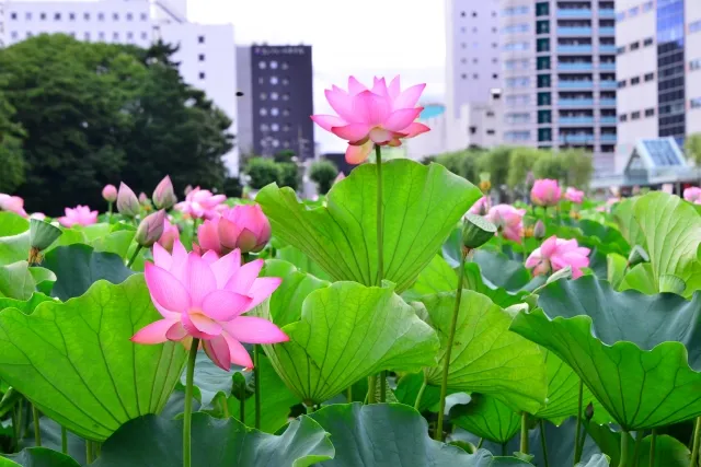 Parque Senshu en Akita
