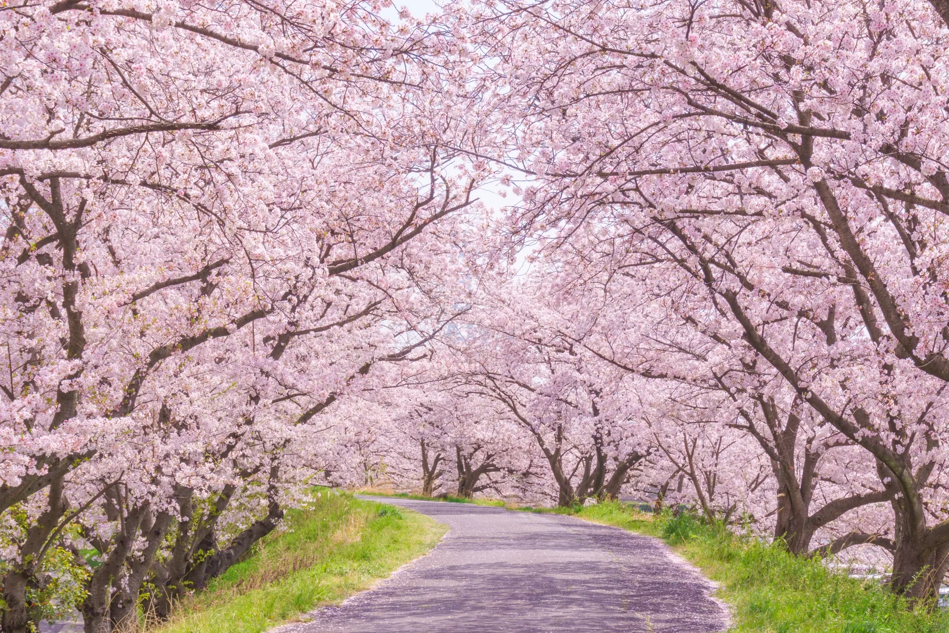 Cerezos en flor sakura en Japón durante la primavera
