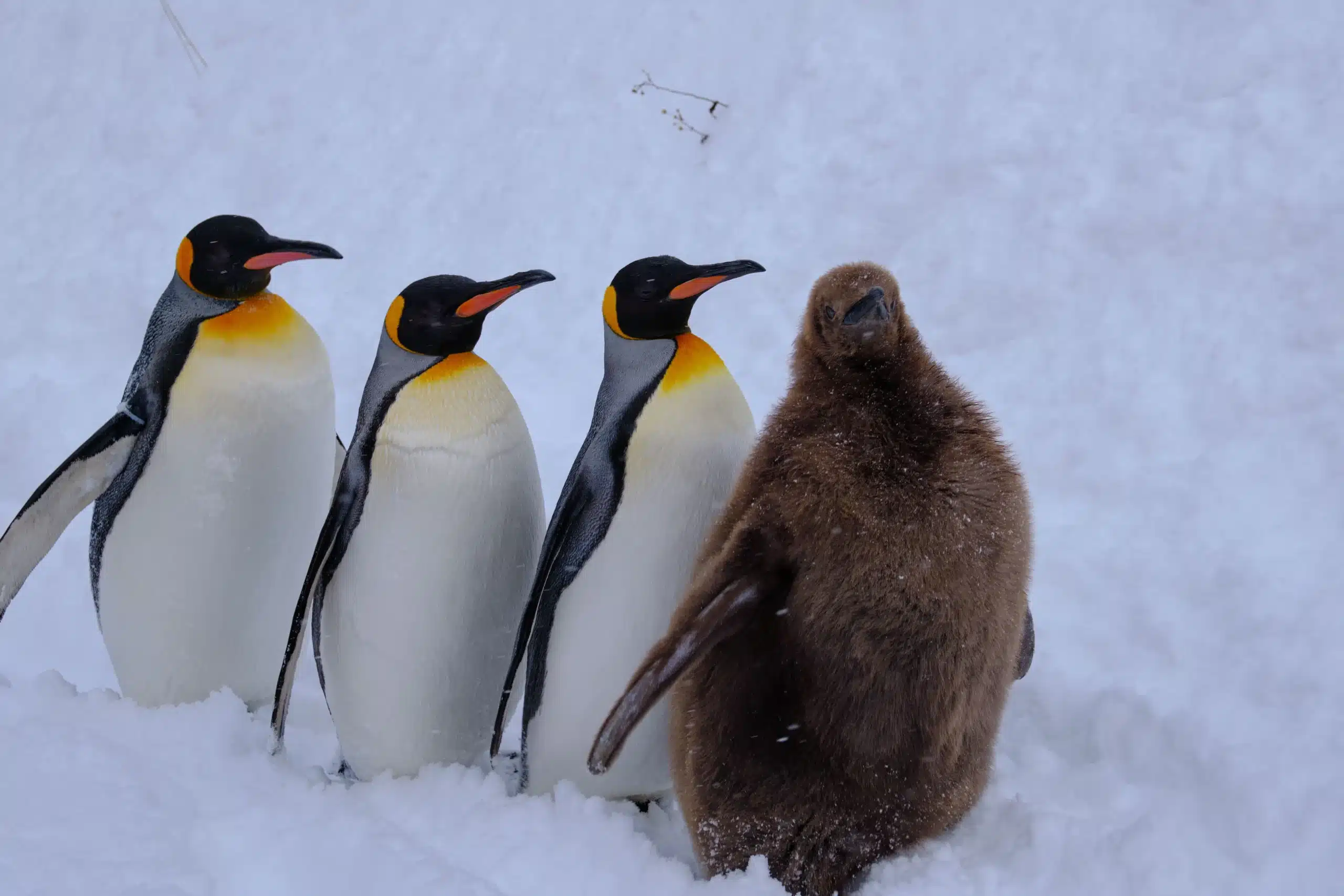 Paseo de pingüinos en el zoológico de Asahiyama