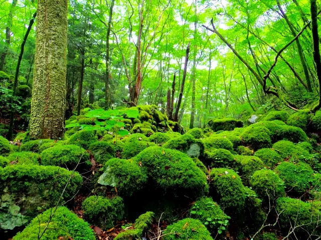 Paisaje del Monte Yamainudake en Shikoku
