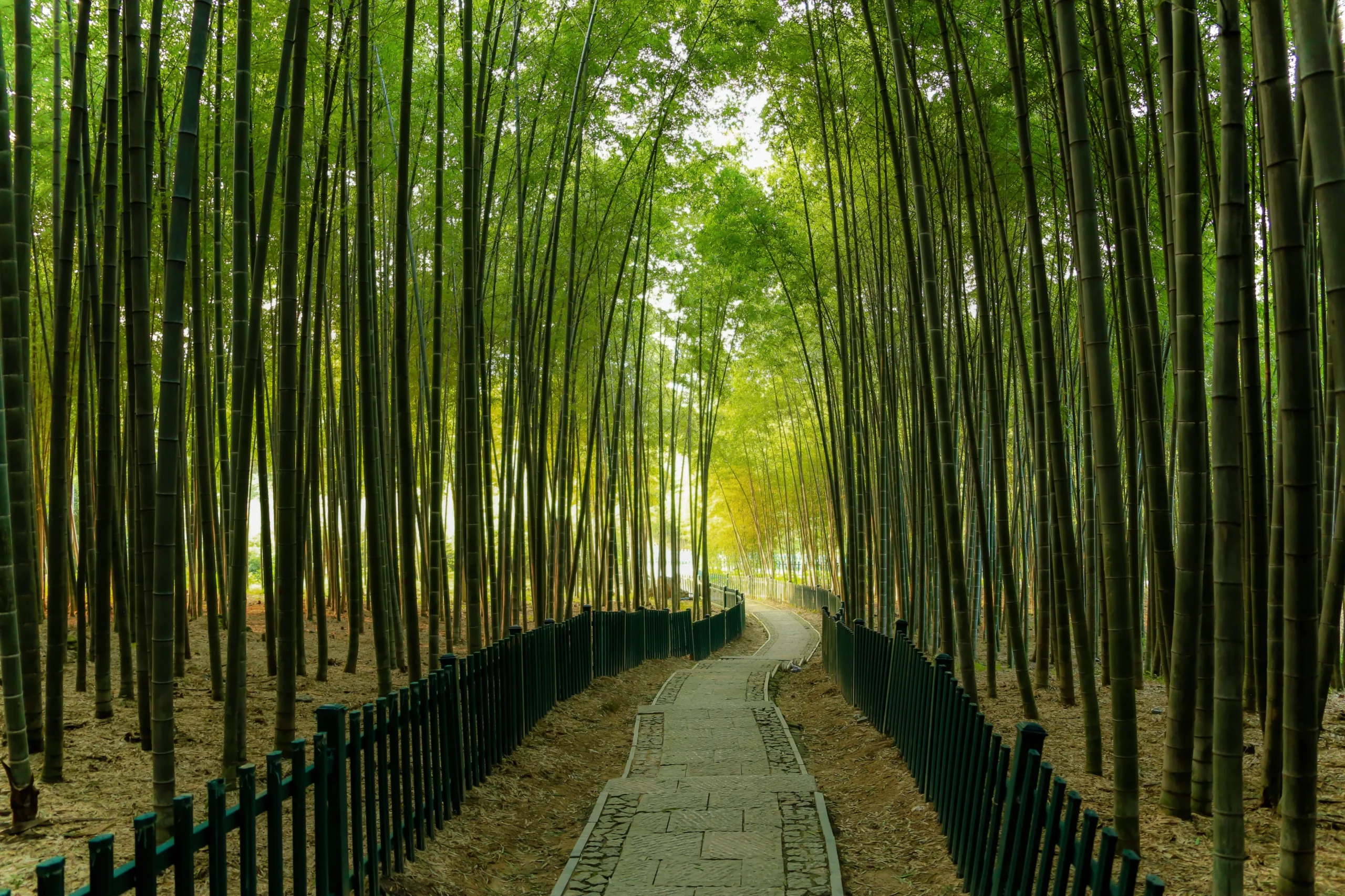 Bosque de bambú de Arashiyama en Kioto