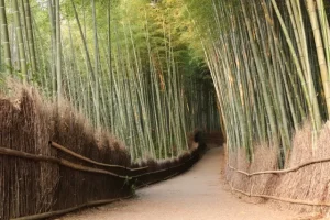 Arashiyama
