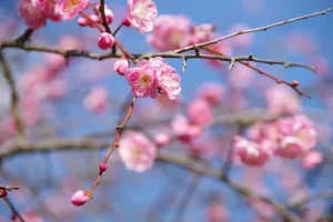 Flor durazno jardín japonés