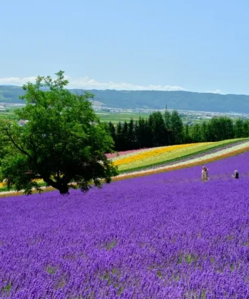 HOKKAIDO_FURANO_LAVANDA