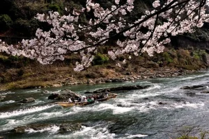 Hozugawakudari bote
