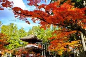 MT KOYA